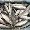 Frozen horse mackerel with small eyes; round scad