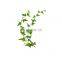 Factory Direct Supply Hedera Helix Powder Ivy Leaves Extract Chinese Ivy Stem Extract