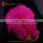 CHINA HX wholesale colored ostrich feathers for sale
