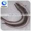 IQF Freezing Process And Fish Product Type Frozen Conger Eel Fish