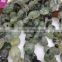 Wholesale Natural Polish Green Prehnite/Green Garnet ,Natural Crystal tumble Stone