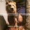 High Simulated Vivid Lifesize Animal Figures for Exhibition