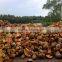 Coconut Fiber 2016 in Vietnam (qq : 2598494113)