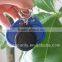 professional rfid tag with colorful and low cost