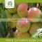 organic fruit fresh food importer