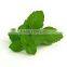 Spear Mint powder