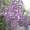 2016 Wisteria Tree Seeds Chinese Wisteria Seeds Vine Purple Flowers Bonsai Seeds For Cultivation