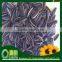 2015 Sunflower Seeds Market Price 5009 Top Quality