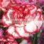 high quality wholesale single fresh carnation real flower