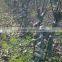 Lagerstroemia Indicadragon and Phoenix and Bottle Shape Trees