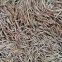 1KG New wholesale timber tree chinese phyllostachys bamboo seeds giant moso bamboo seeds for sale