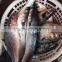 Whole round Grey mullet and mugil cephalus