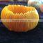 candy shell bracelet natural sea shell bracelet shell stretch bracelet wholesale