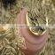 High Quality Sunflower Seeds Market Price