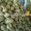 FRESH DURIANS WITH BEST PRICE AND GOOD QUALITY