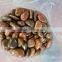 Super Class Pebble Stones; Polished Nature Pebble Stone