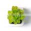Artificial Potted Crassula Succulent Plant in Ceramic Vase
