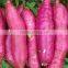 Sweet potato for all market