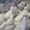Factory Supply High Quality Meat Bone Meal Manufacture