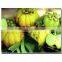 Garcinia Extract