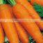 Carrot Washing Machine