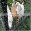 Galvanised Hexagonal wire mesh, chicken wire mesh, poultry wire 1/2 hex mesh chicken wire