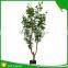 Top quality artificial money tree for decoration