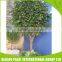 Cheap high quality big banyan tree