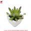 Hot sale mini succulent plants for home and garden decoration