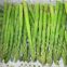 Frozen Green  asparagus spears