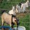 Hot-dipped Galvanized Field Fence, Cattle Field Fence Post, Galvanized Cattle Fence