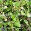 High Quality Eclipta Alba Powder Sale