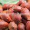 WHOSALE SWEET AND SOUR SALAK/SALACCA/ZALACCA FTUIT MADE IN VIET NAM