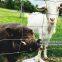 Farm Fence Field Fence Goat cattle deer stock fencing grassland hinge joint fixed knot fence high tensile strenght