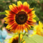 Outdoor planting ornamental dwarf golden red dried sun flower seeds for sale