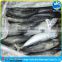 new Catch Bonito Whole Fish and Fisheries Delicious to not friends
