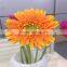 Fresh Cut Flower Premium Gerbera Flower With Various Colors For Wholesale