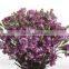 Professional company direct sell carnation flowers export Southeast Asia find importers