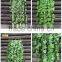 High quality Climbing plants /IVY for wall decoration