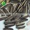 NON GMO Sunflower Seeds/Sunflower Seeds Kernel/Salted Sunflower Seeds