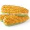 YELLOW CORN , YELLOW MAIZE AT COMPETITIVE PRICE