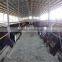 LTX006 steel structure cow shed