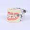 New Design Wholesale dental teaching model Standard Tooth Model of White Alundum Dentition Model