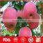 Wholesale red fuji apple and fresh fruits