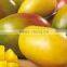 Fresh Style Sweet Mango from Egypt