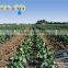 Flat Drip Irrigation