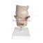 Rectum Pathology Organs Education Human Body Anatomy Model