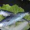 Sarda chiliensis - Eastern Pacific bonito 1000g+