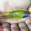 Quality Malawi cichid fish export company for company importer