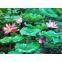DIGITAL PRINT CHINESE SILK SCARF